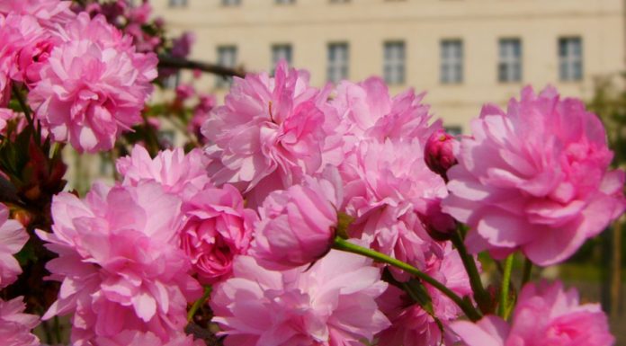 Malostranské zahrady sakura