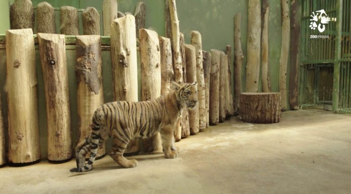 ZOO Praha tygři Wanita a Bulan