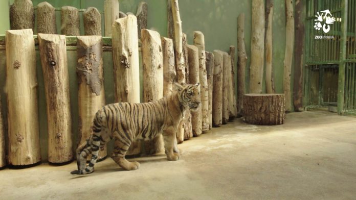 ZOO Praha tygři Wanita a Bulan